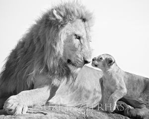 Safari Baby Animals Photo Set (Black and White)