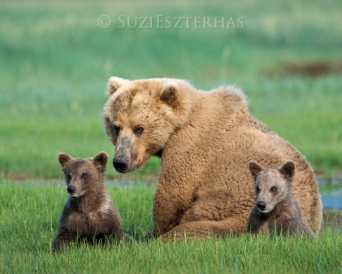 Mom and Baby Bears Photo