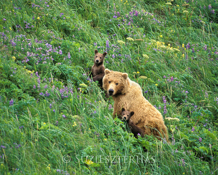 Mom and Baby Bears in Flowers Photo