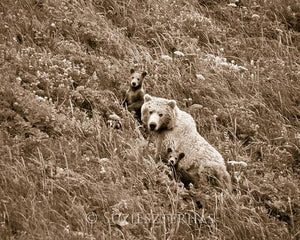 Mom and Baby Bears in Flowers Photo