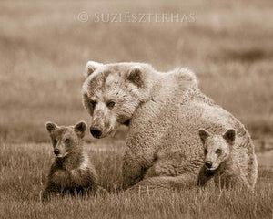 Mom and Baby Bears Photo