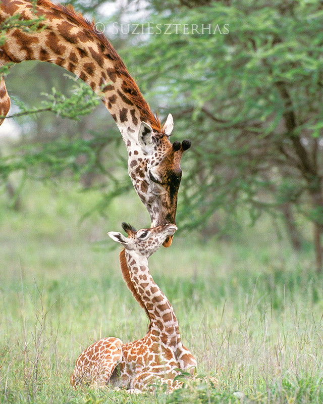 Mom and Baby Giraffe Snuggle Photo