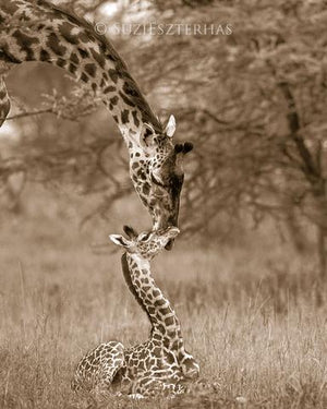 Mom and Baby Giraffe Snuggle Photo