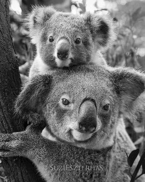 Mom and Baby Koala Photo