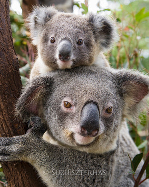 mom and baby koala photo