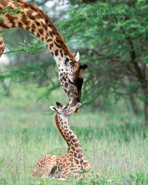 mom and baby animal nursery prints
