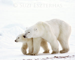 mom and baby animal photos