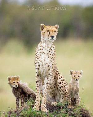 Mom cheetah with two cubs - color photograph