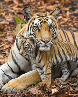 Mom and baby animals photo set - Tigers