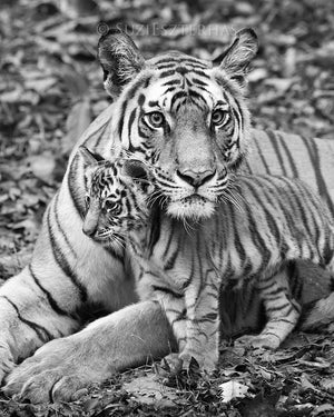 Mom and baby animals photo set - Tigers - black and white