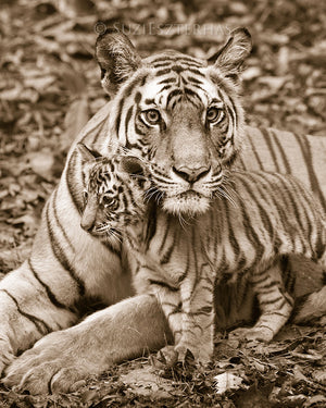 Mom and baby animals photo set - Tigers - sepia