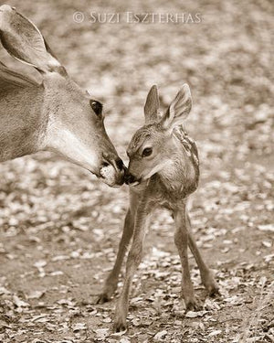 Mom and Baby Deer Photo