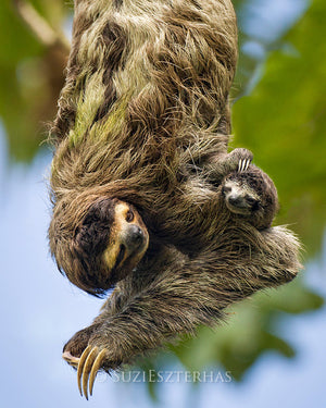 Mom and baby sloth hanging