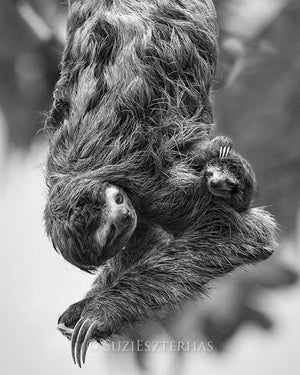 Cute Mom and Baby Sloth Photo