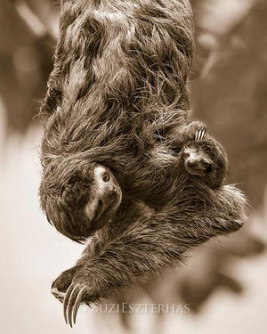 Cute Mom and Baby Sloth Photo