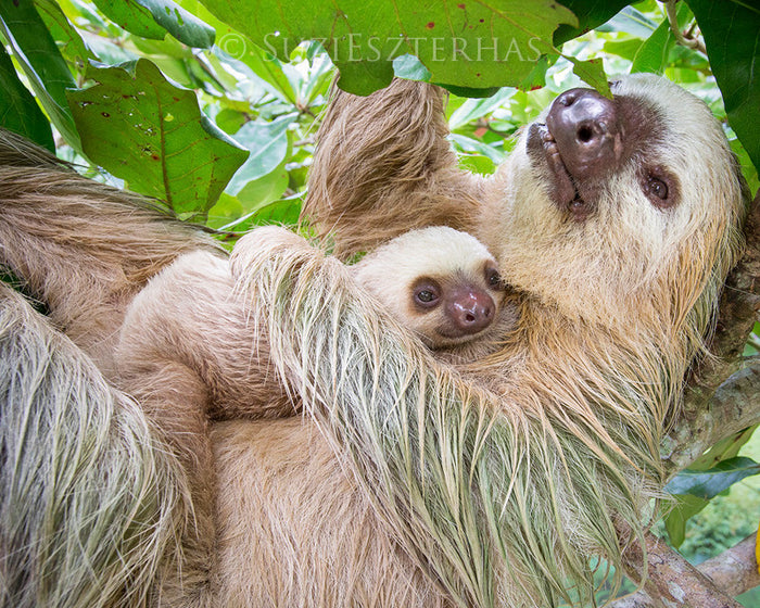 Mom and Baby Sloth Snuggling Photo