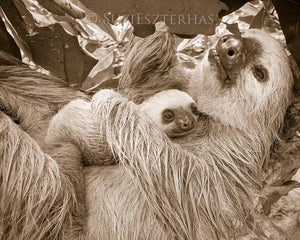 Mom and Baby Sloth Snuggling Photo