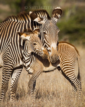 Mom and baby zebra 