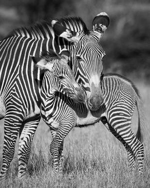 Mom and Baby Zebra Photo