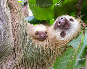 Mom and sleepy baby sloth