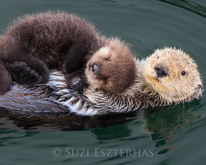 Mom and baby sea otter floating