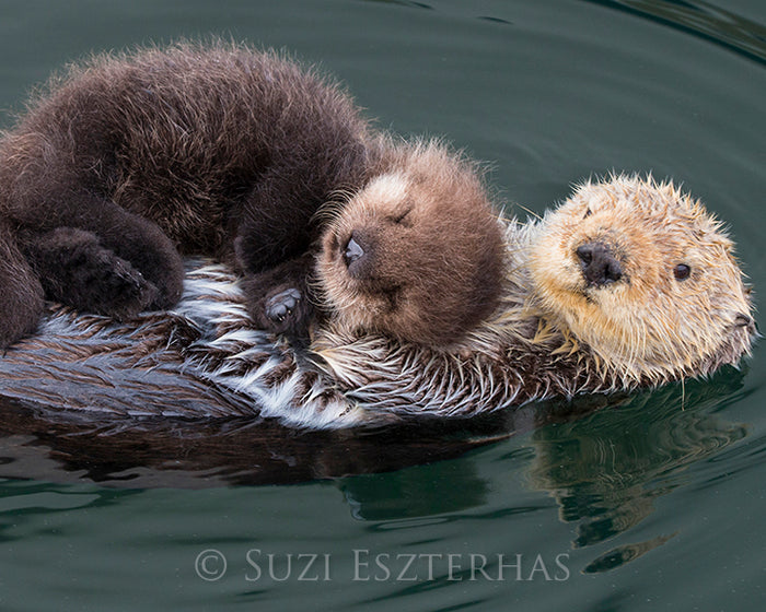 Baby Sea Otter Snuggled on Mom Photo