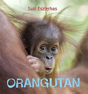 baby orangutan book