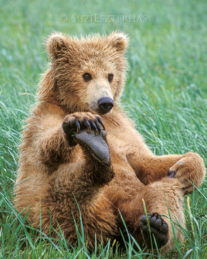 Playful grizzly bear cub - color photo