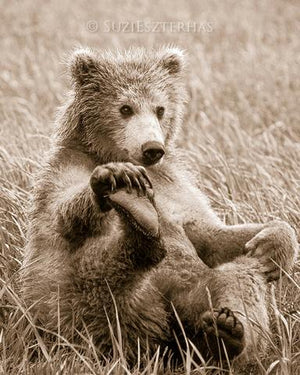 Playful Bear Photo