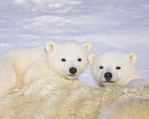 Polar bear cubs