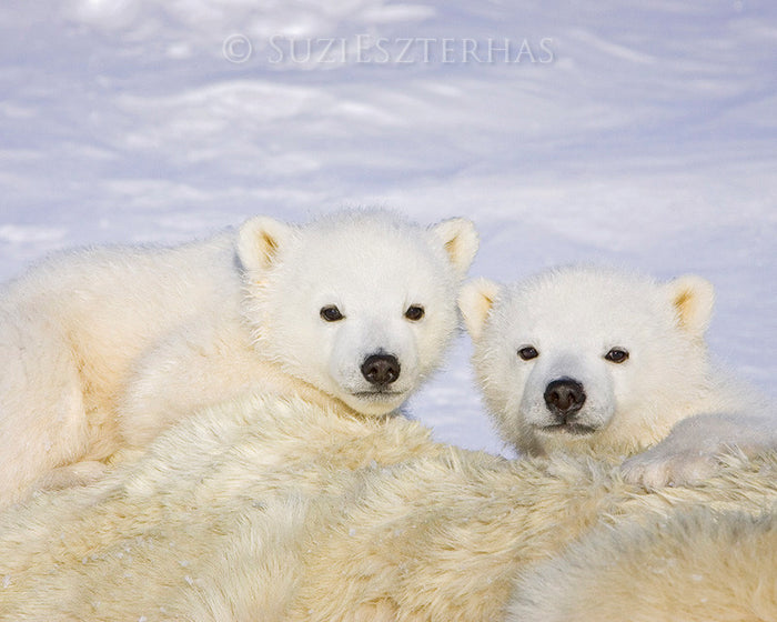 Polar Bear Cubs Photo