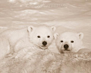 Polar Bear Cubs Photo