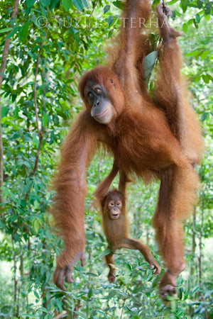 safari baby nursery photo