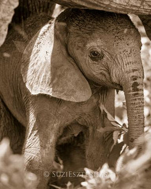 Shy Baby Elephant Photo