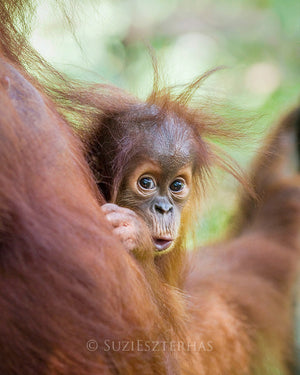Shy baby orangutan