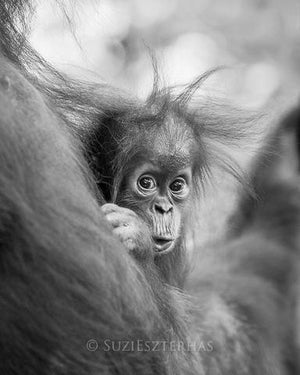 Shy Baby Orangutan Photo