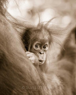 Shy Baby Orangutan Photo