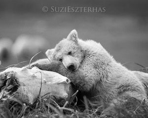 Sleepy Bear Photo