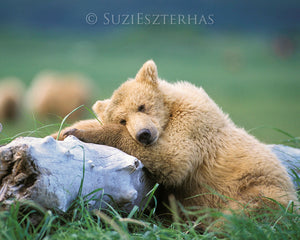 Sleepy grizzly bear - color photo