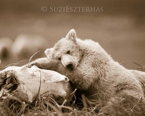Sleepy Bear Photo