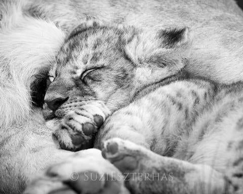 lion cub images black and white