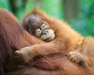 Sleepy baby orangutan