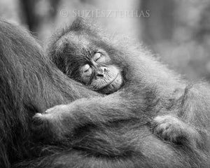 Sleepy Baby Orangutan Photo