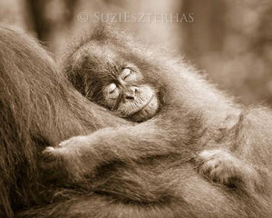 Sleepy Baby Orangutan Photo