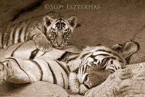 Sleepy Mom and Baby Tiger Photo