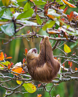 Sloth sleeping in a tree