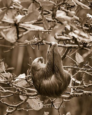 Sloth Sleeping Photo
