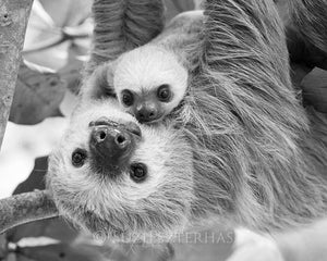 Sweet Mom and Baby Sloth Photo