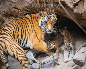 Tiger mom and cubs in den