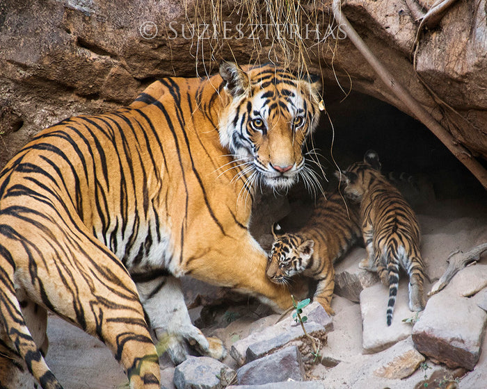 Tiger Mom and Cubs in Den Photo